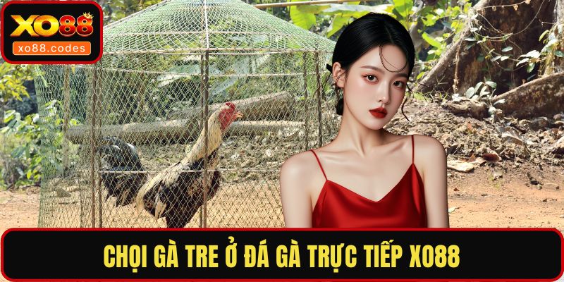 Chọi gà tre ở đá gà trực tiếp XO88